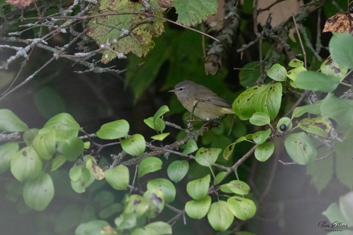 Orange-crowned Warbler - ML374467551