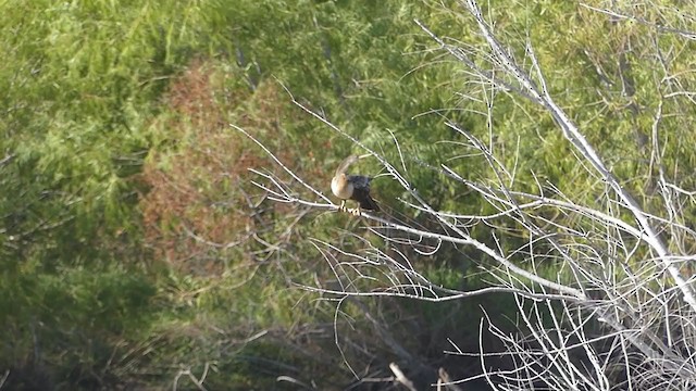 Anhinga Americana - ML374470561