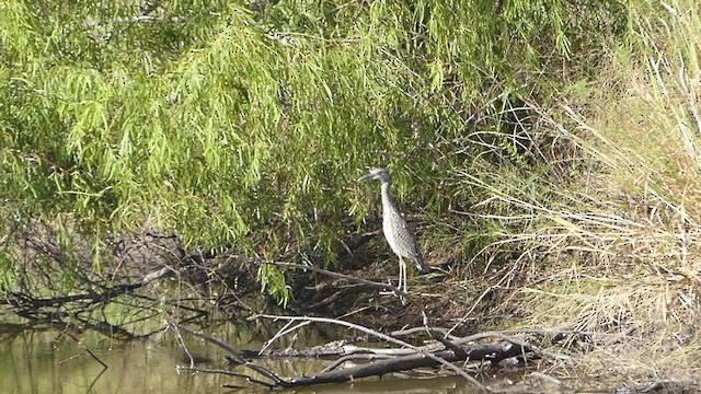 Yellow-crowned Night Heron - ML374470621