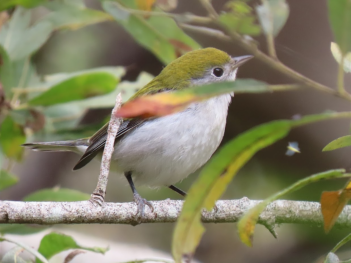 Chestnut-sided Warbler - ML374471641