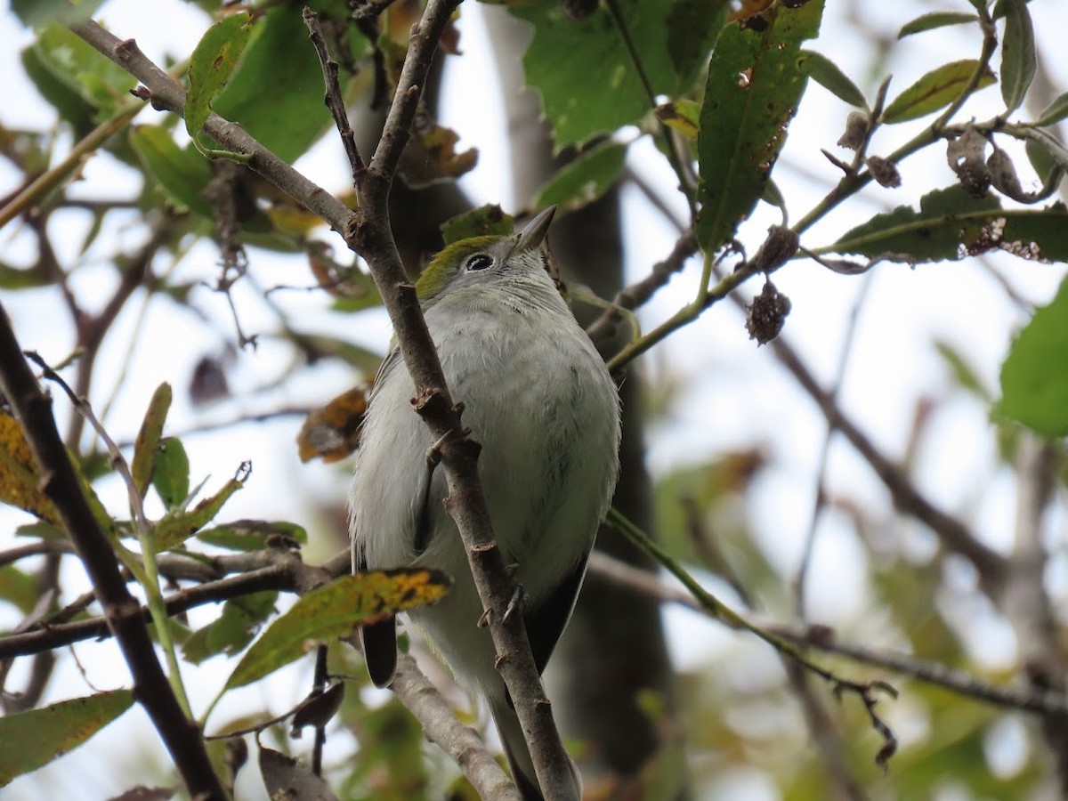 Chestnut-sided Warbler - Long-eared Owl