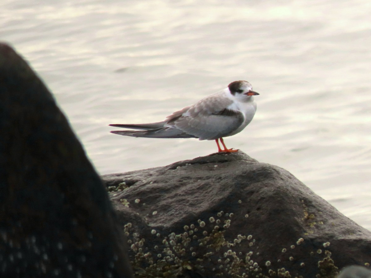 Common Tern - ML374471841