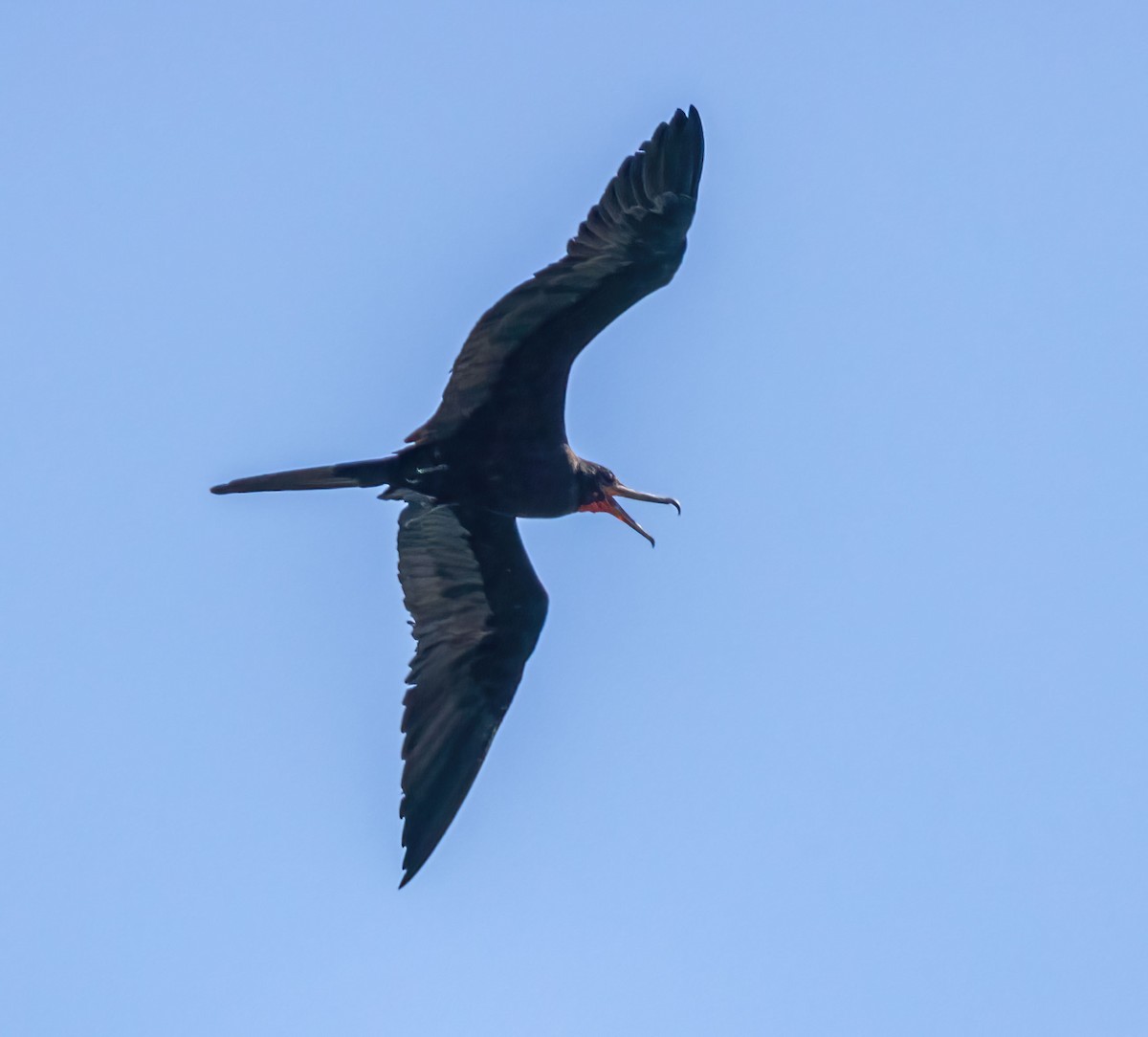 Magnificent Frigatebird - Roger Uzun