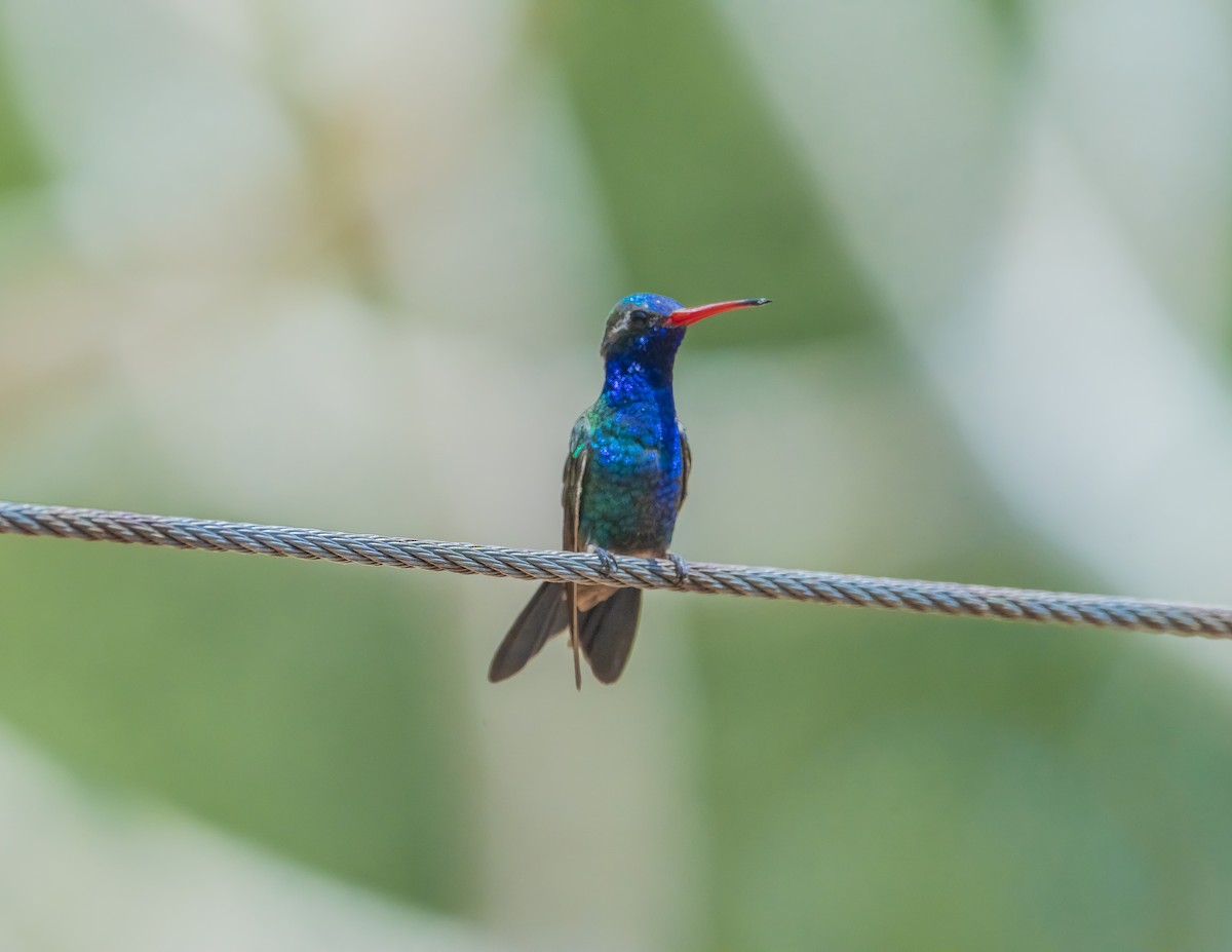 Turquoise-crowned Hummingbird - ML374472751