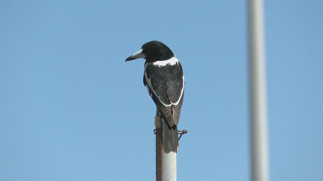 Pied Butcherbird - ML374474171