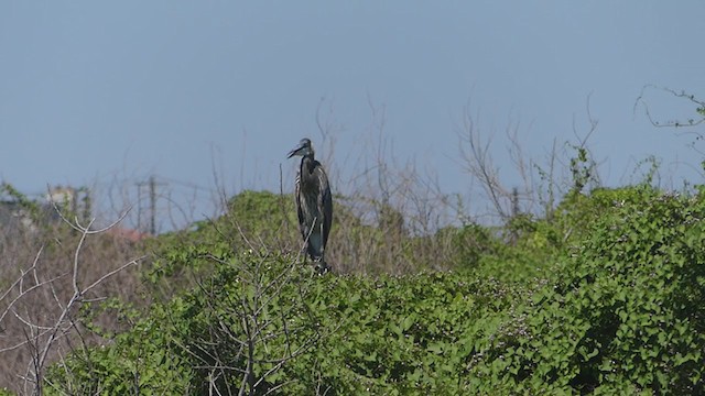 Great Blue Heron - ML374474431