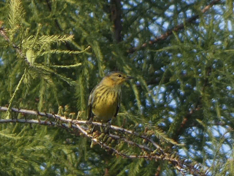 Cape May Warbler - Noah Rokoske