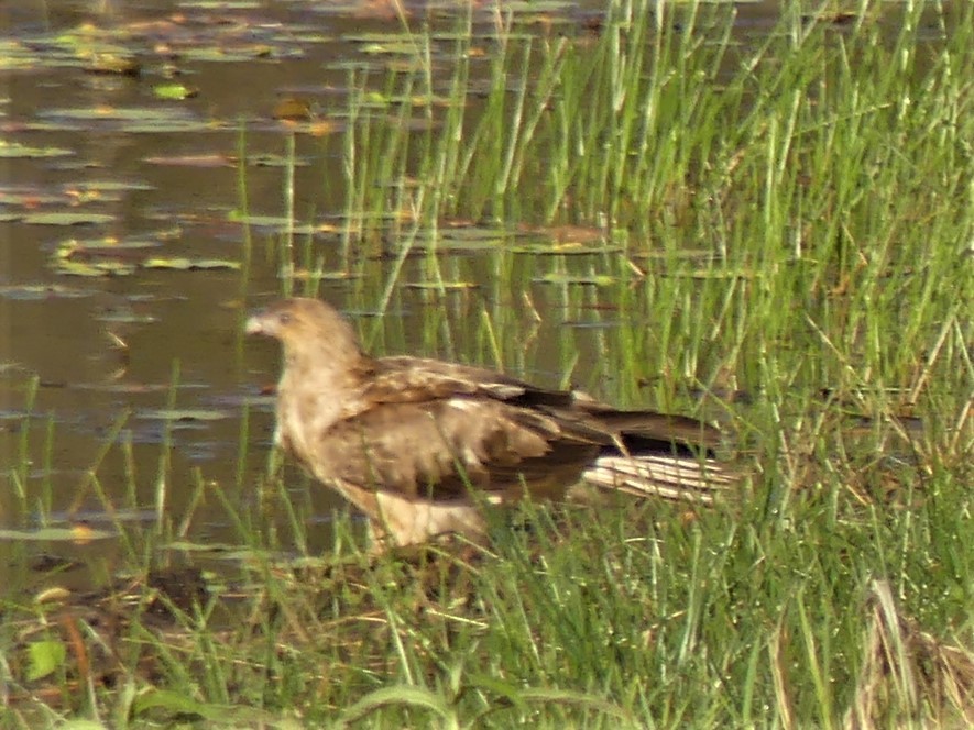 Whistling Kite - ML374475341