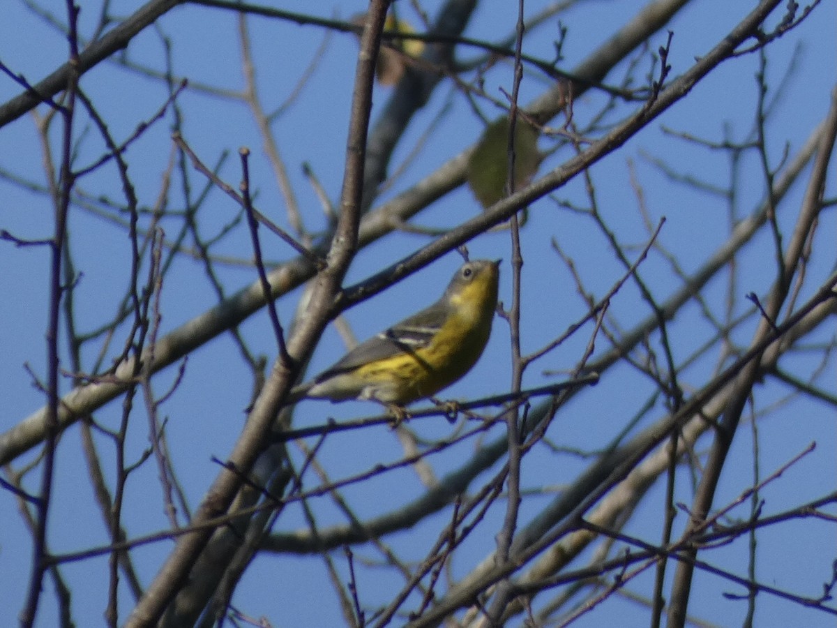 Magnolia Warbler - ML374475361