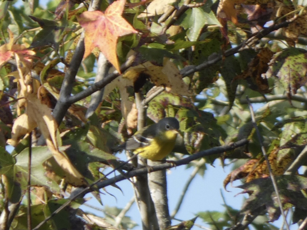 Magnolia Warbler - ML374475451