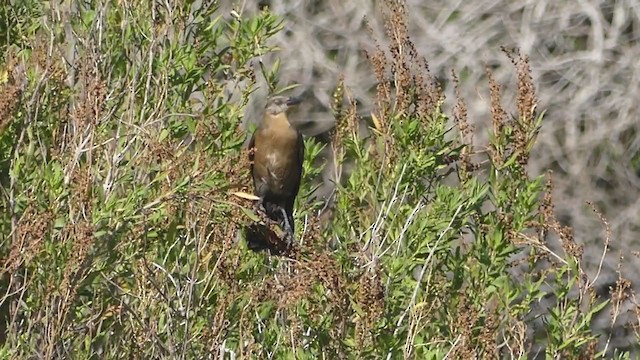 Great-tailed Grackle - ML374475571