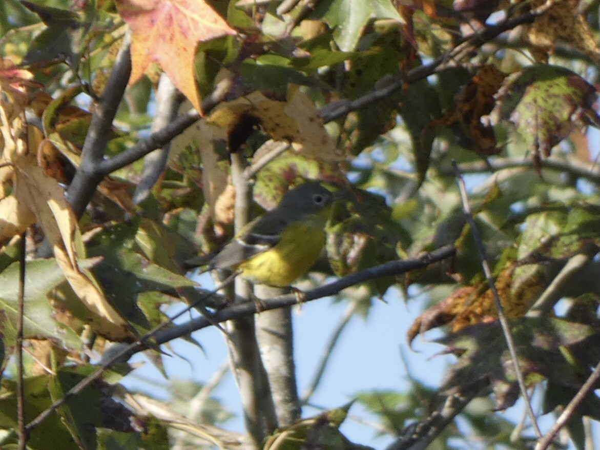 Magnolia Warbler - ML374475581