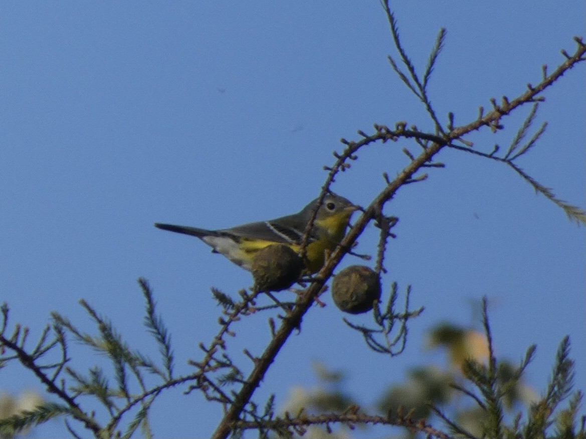 Magnolia Warbler - ML374475591