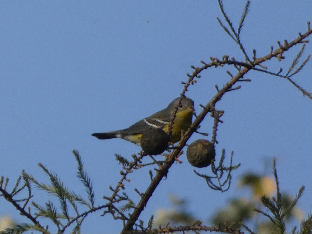 Magnolia Warbler - ML374475651