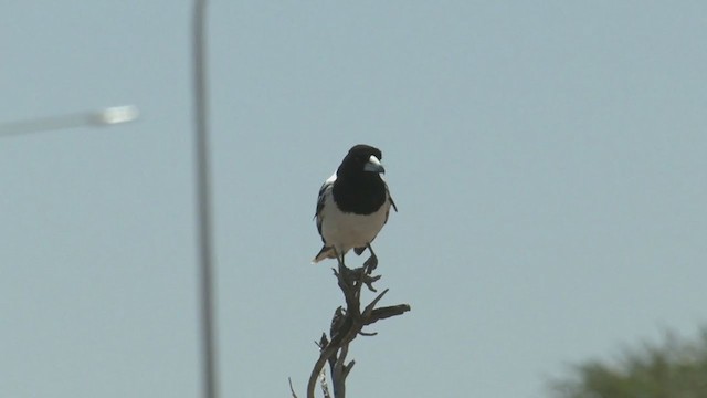 Pied Butcherbird - ML374475821