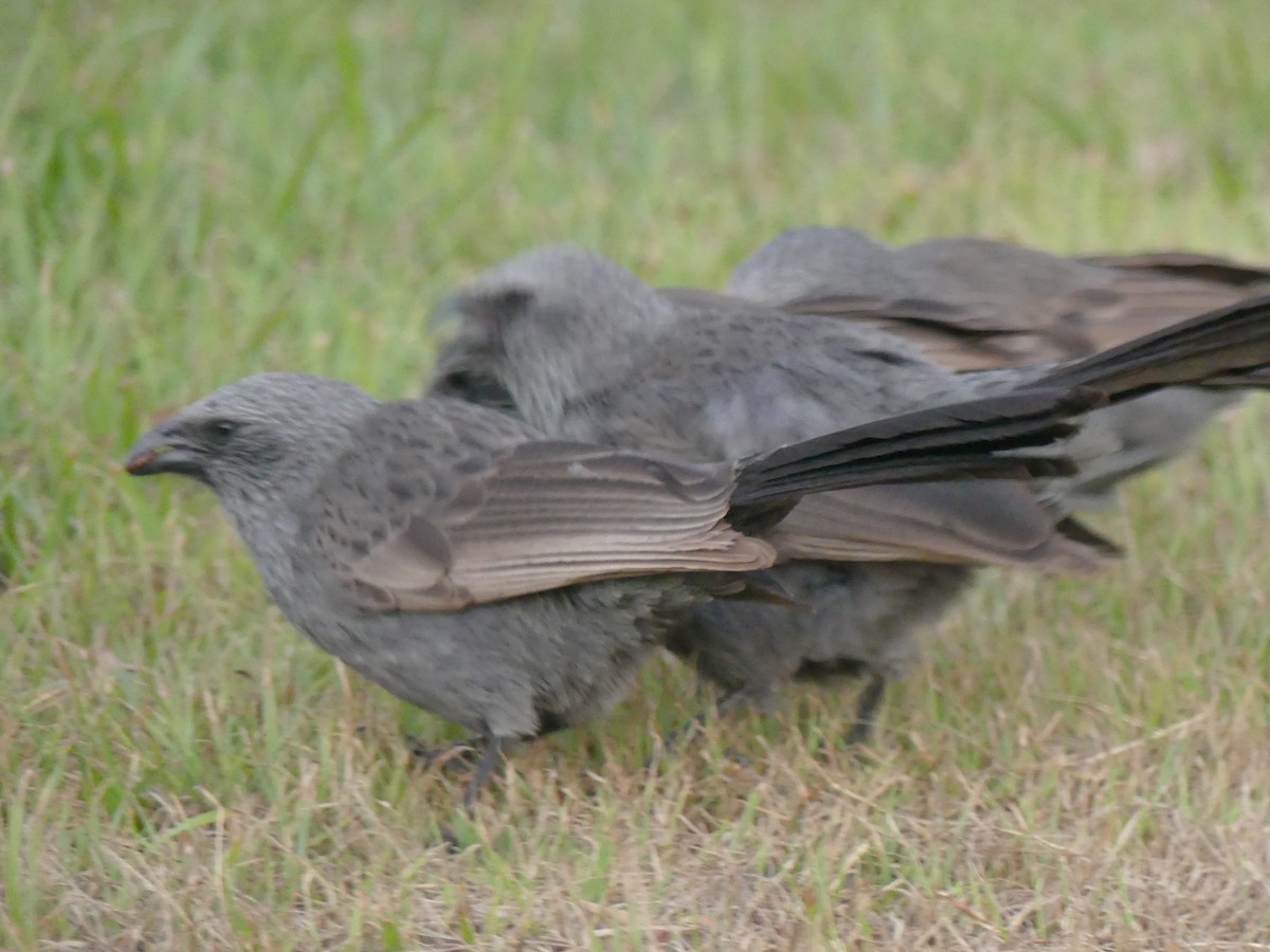 Apôtre gris - ML374476121