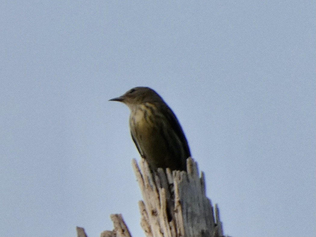 Cape May Warbler - ML374476541