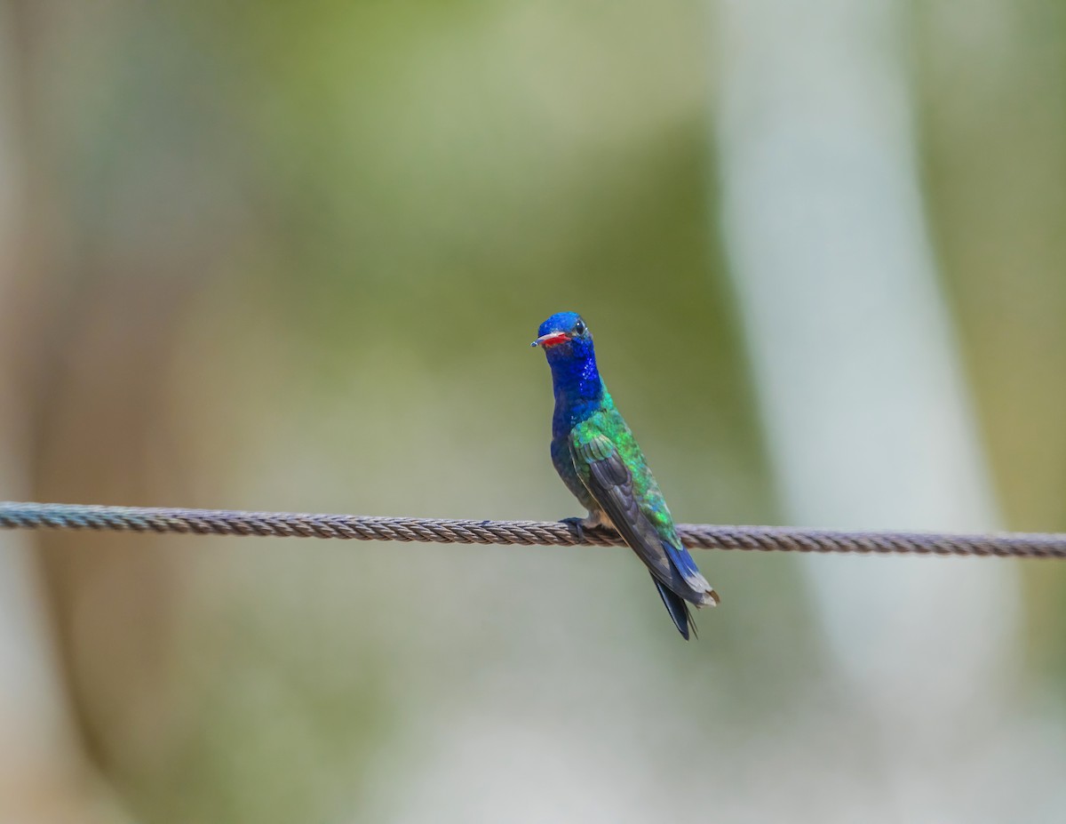 Turquoise-crowned Hummingbird - ML374477161