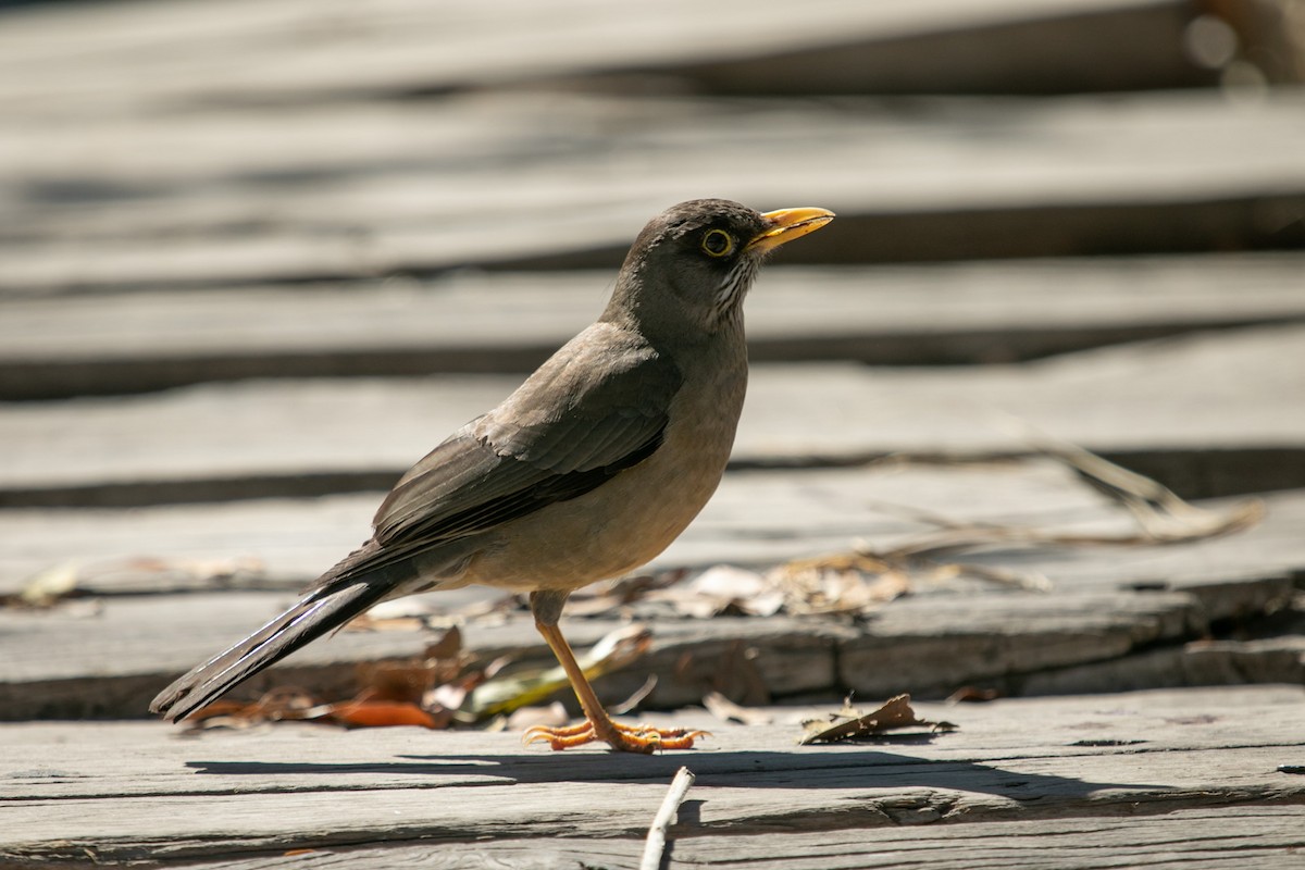 Austral Thrush (Magellan) - Ariel Cabrera Foix