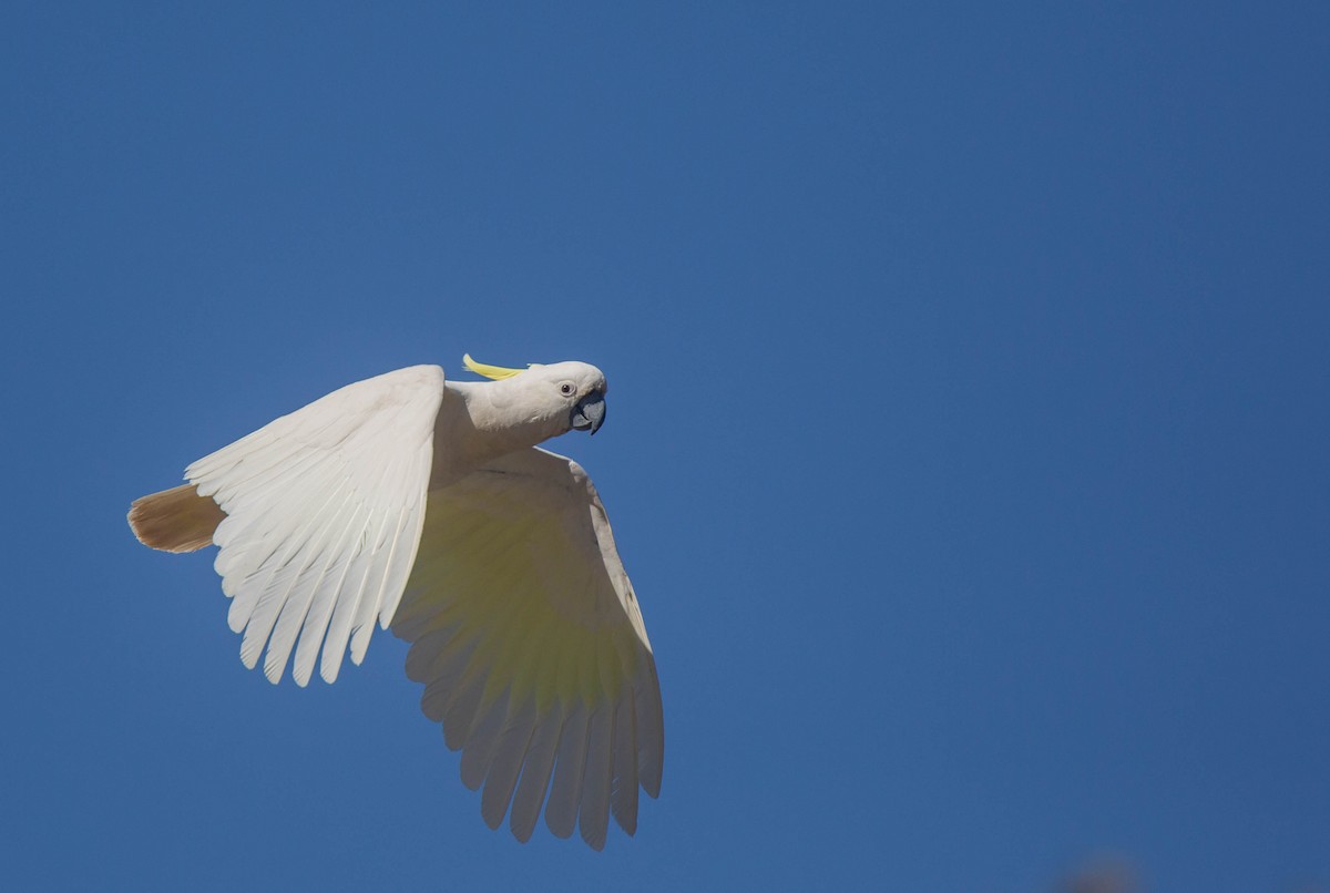 Sulphur-crested Cockatoo - ML374477911