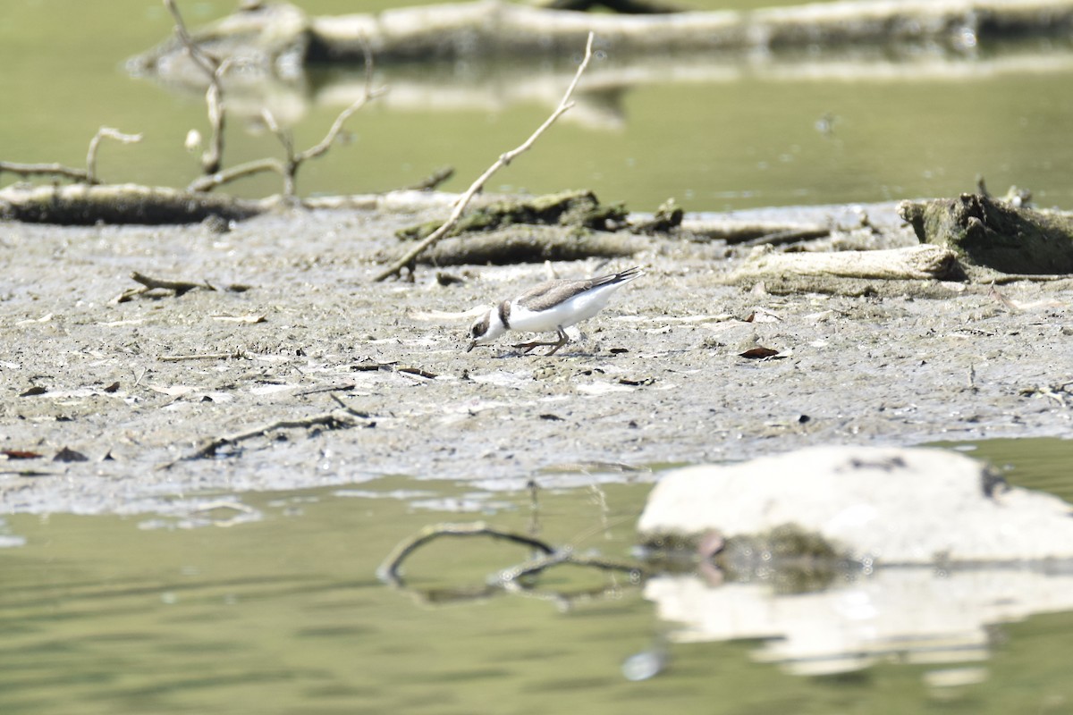 Semipalmated Plover - ML374478991