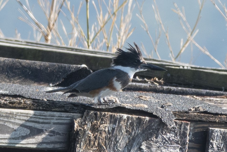 Belted Kingfisher - ML374479061