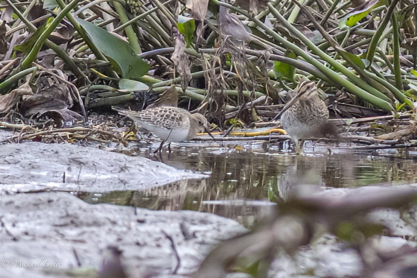 Bairdstrandläufer - ML374480681