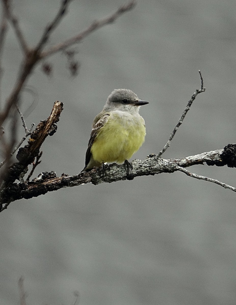 Western Kingbird - ML374482181