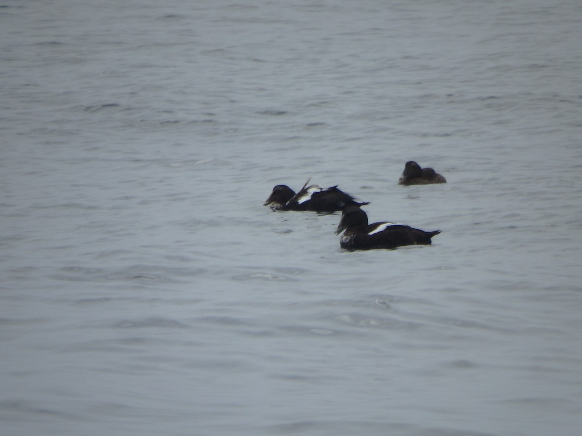 Common Eider - ML374483281