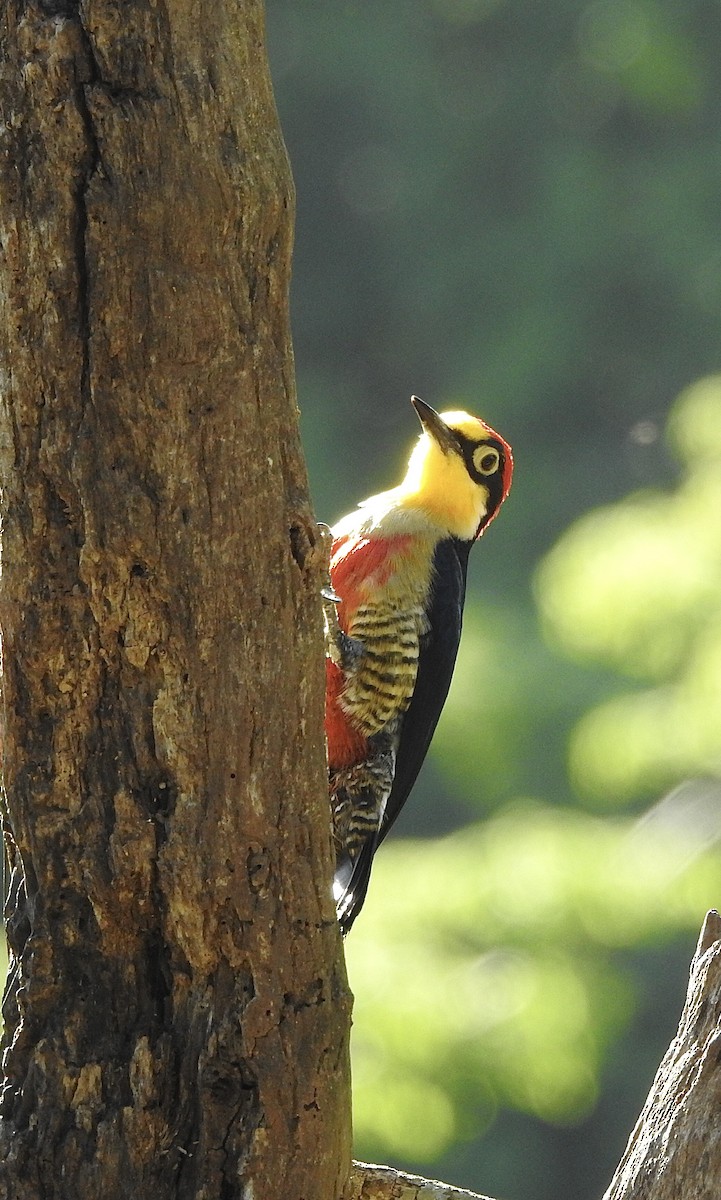 Yellow-fronted Woodpecker - ML374484811