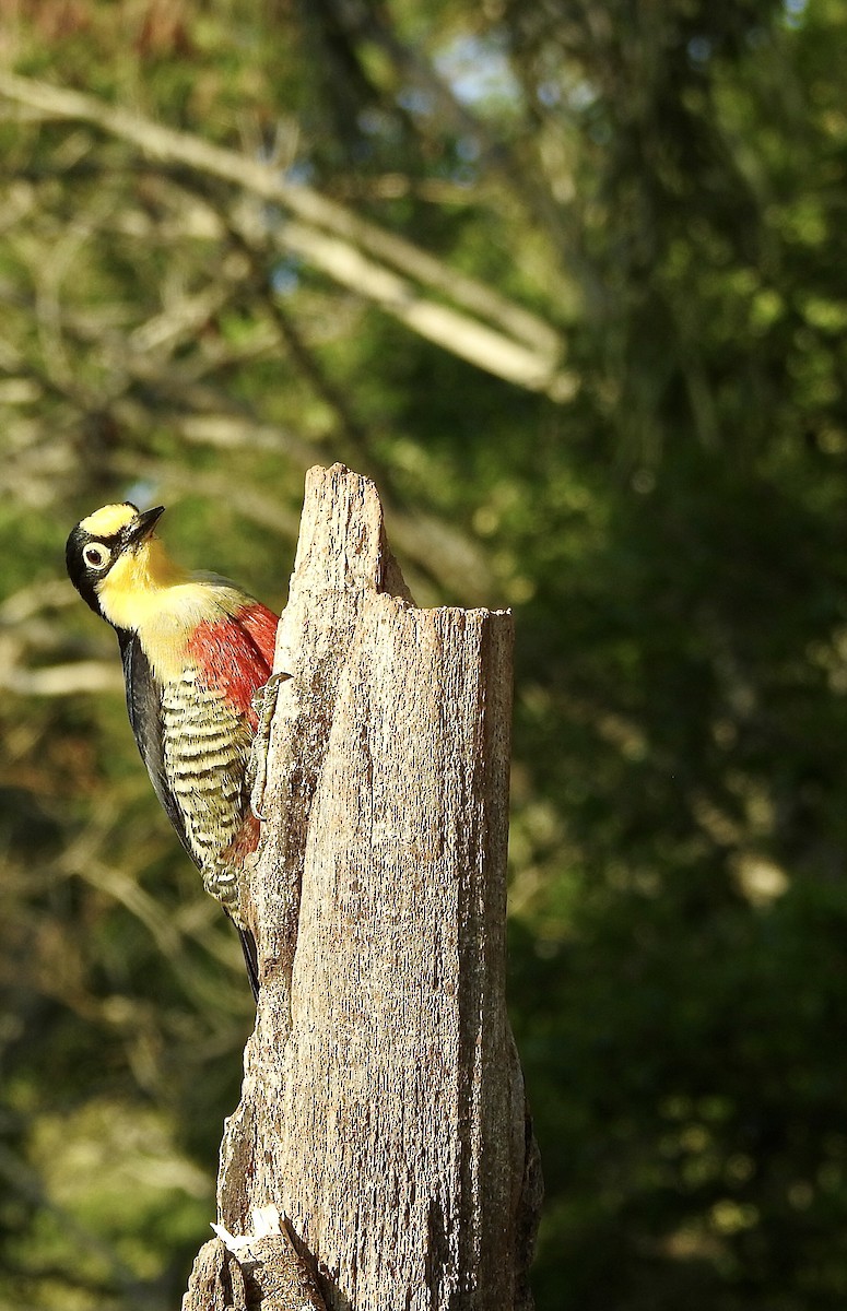 Yellow-fronted Woodpecker - ML374484821