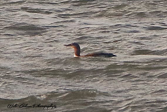 Red-throated Loon - Walt Cochran