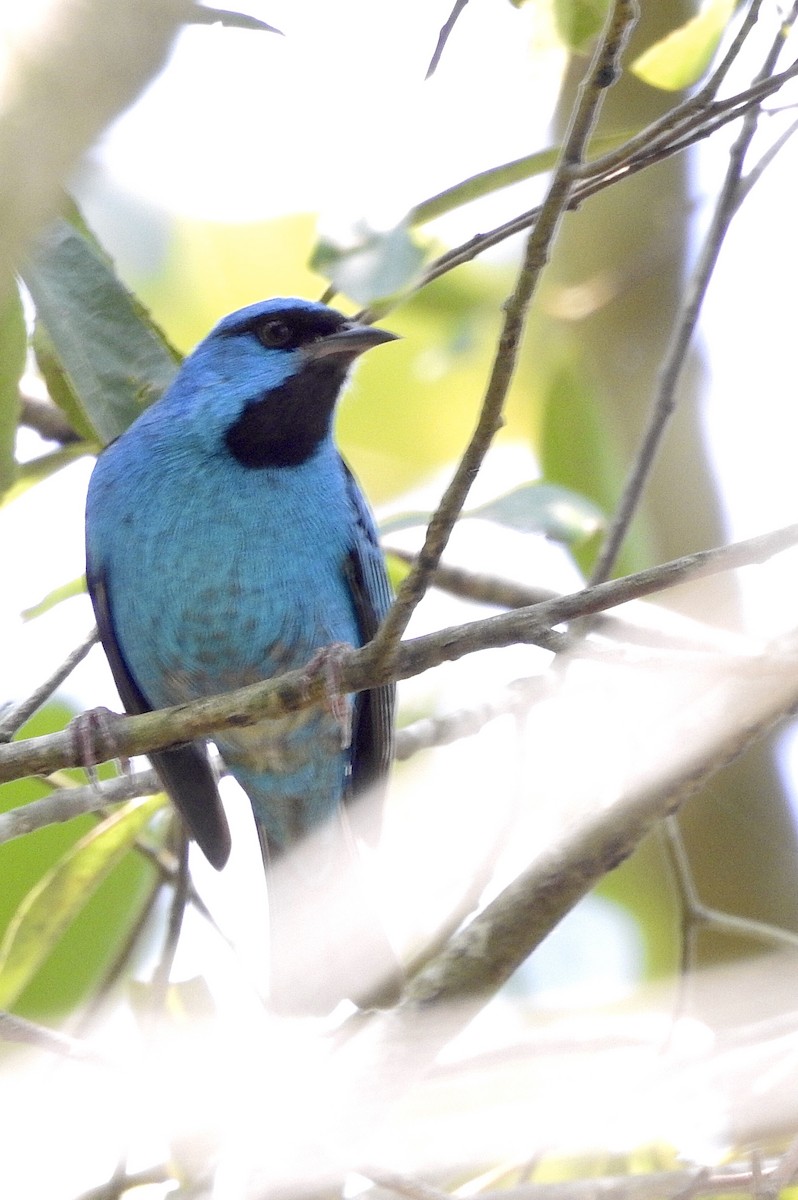 Blue Dacnis - ML374485171