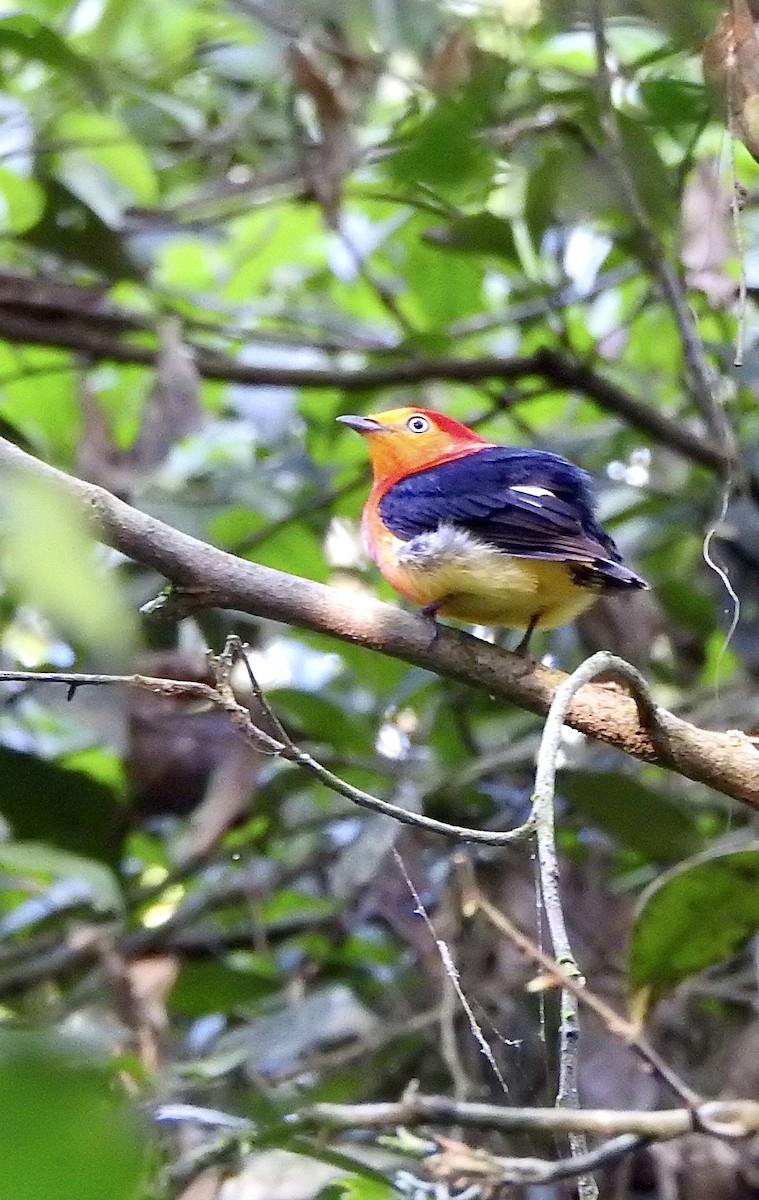 Band-tailed Manakin - ML374486031