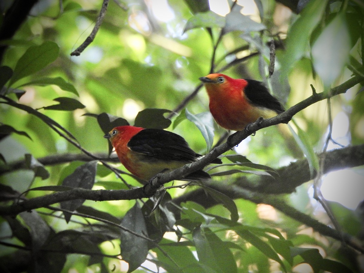 Band-tailed Manakin - ML374486071