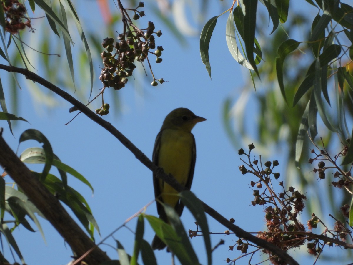 Western Tanager - ML374487521