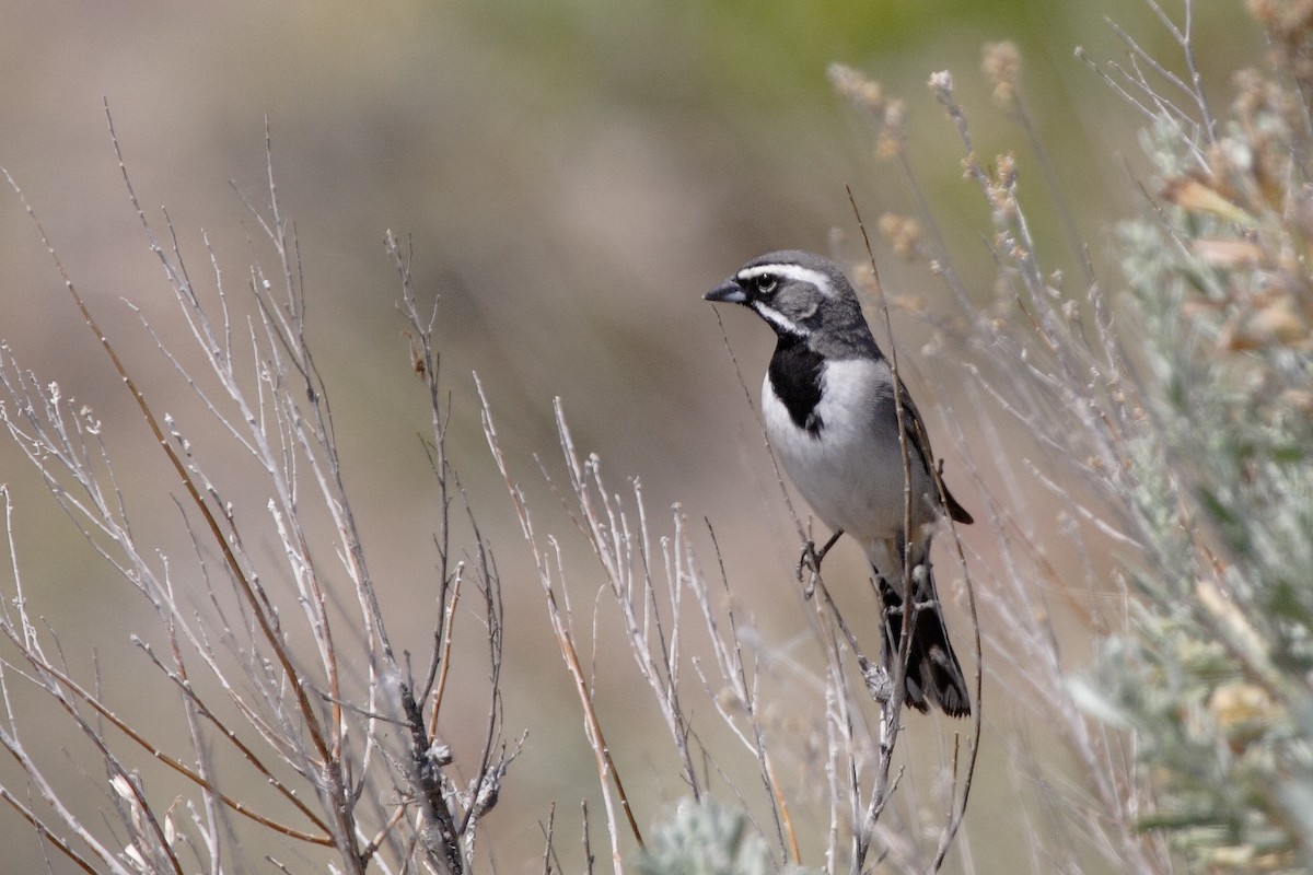Black-throated Sparrow - ML374487691