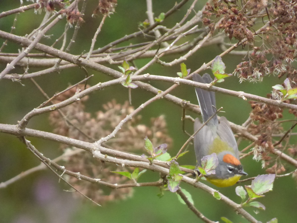 Brown-capped Redstart - ML37448781