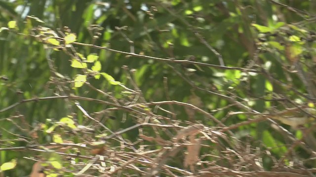 White-plumed Honeyeater - ML374488131