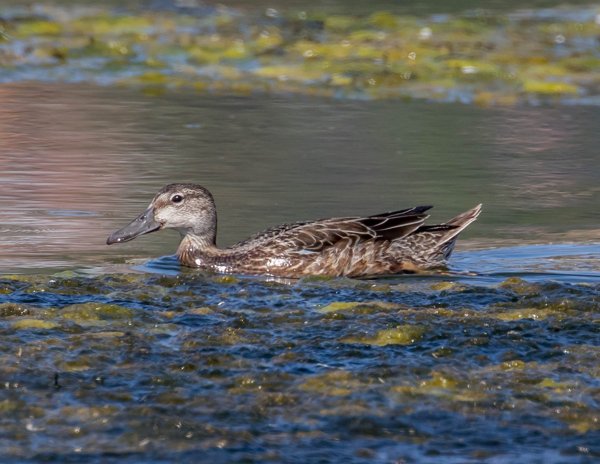 Blue-winged Teal - ML374489921