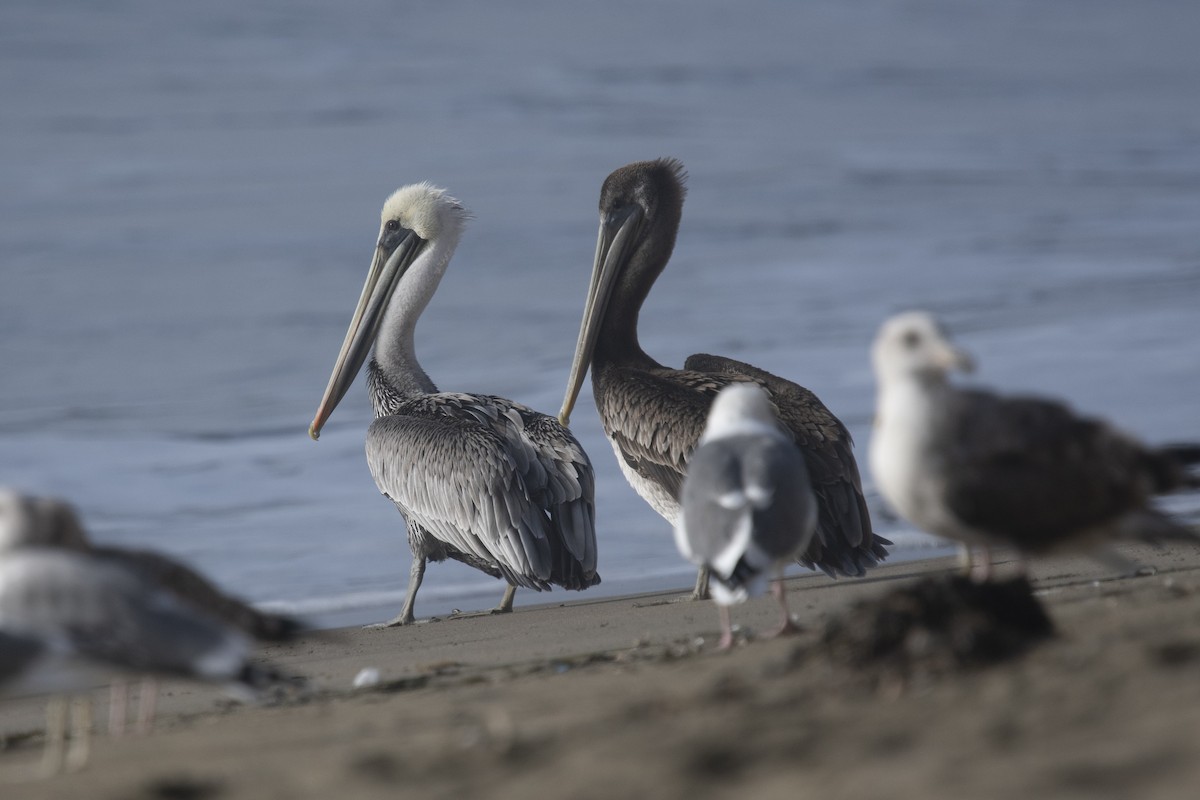 Brown Pelican - ML374492401