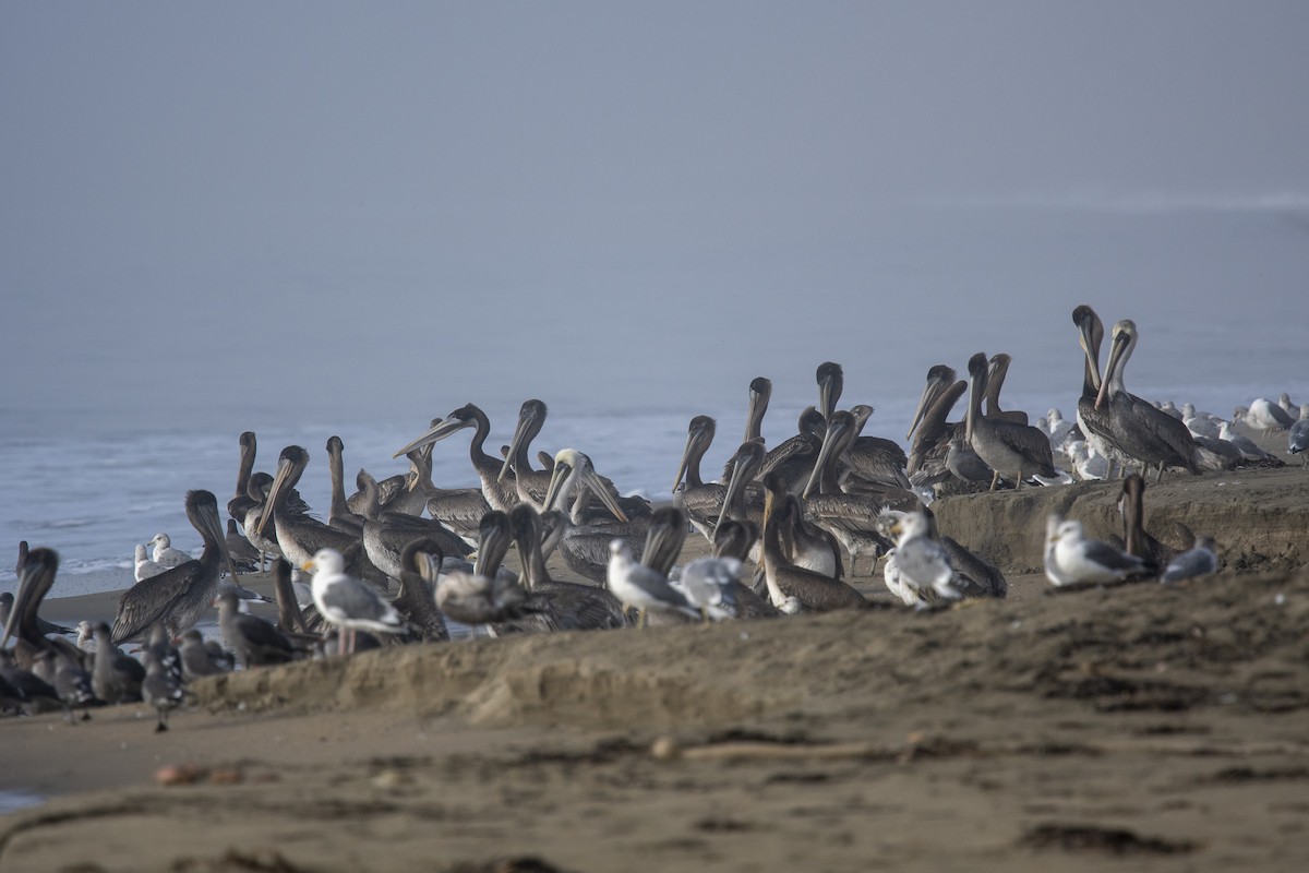 Brown Pelican - ML374492531