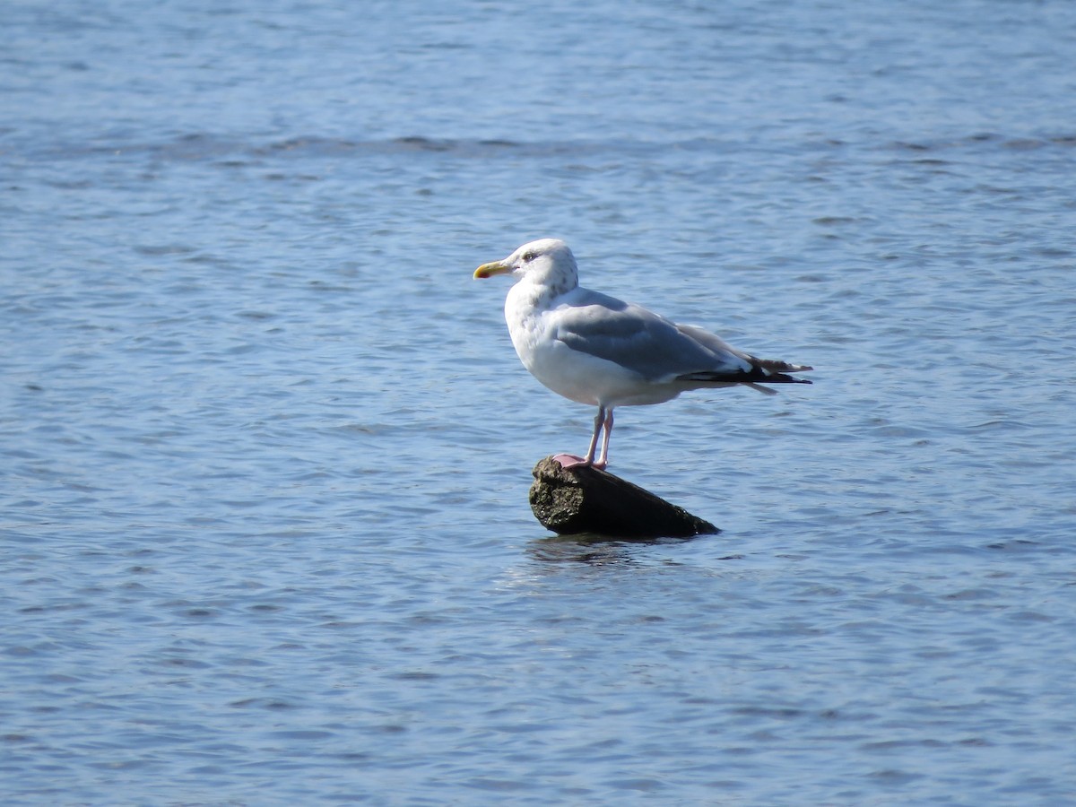 Herring Gull - ML374495691