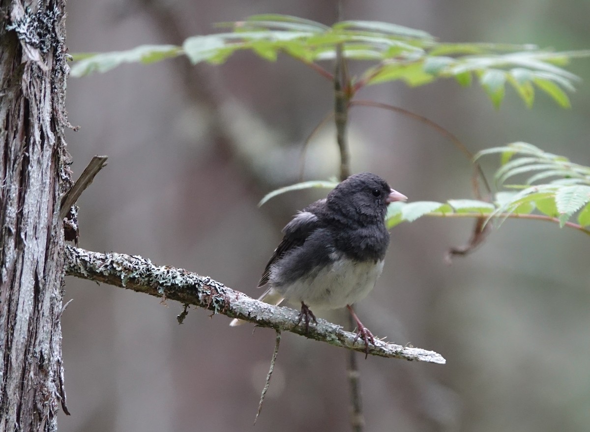 Dark-eyed Junco - ML374495741