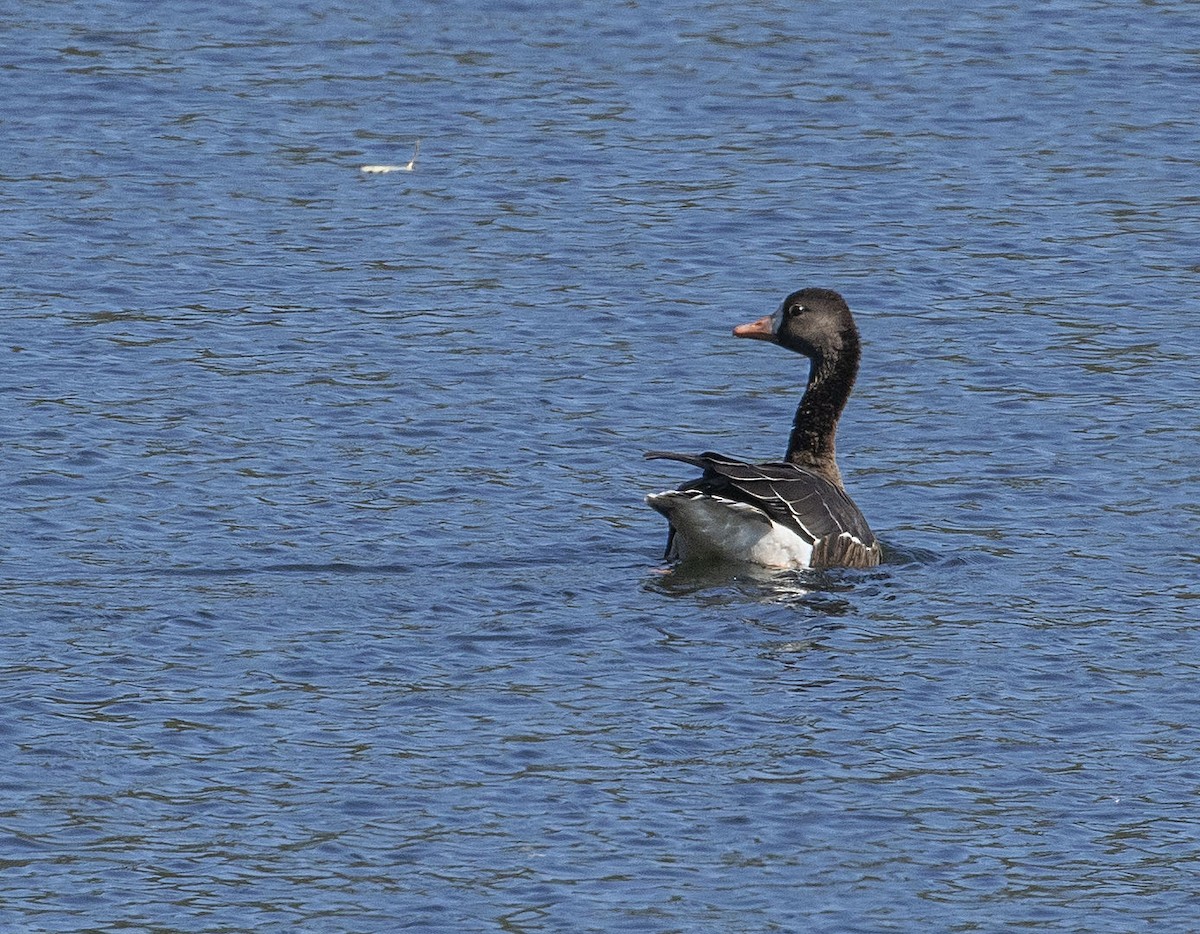 Greater White-fronted Goose - Jason Lott