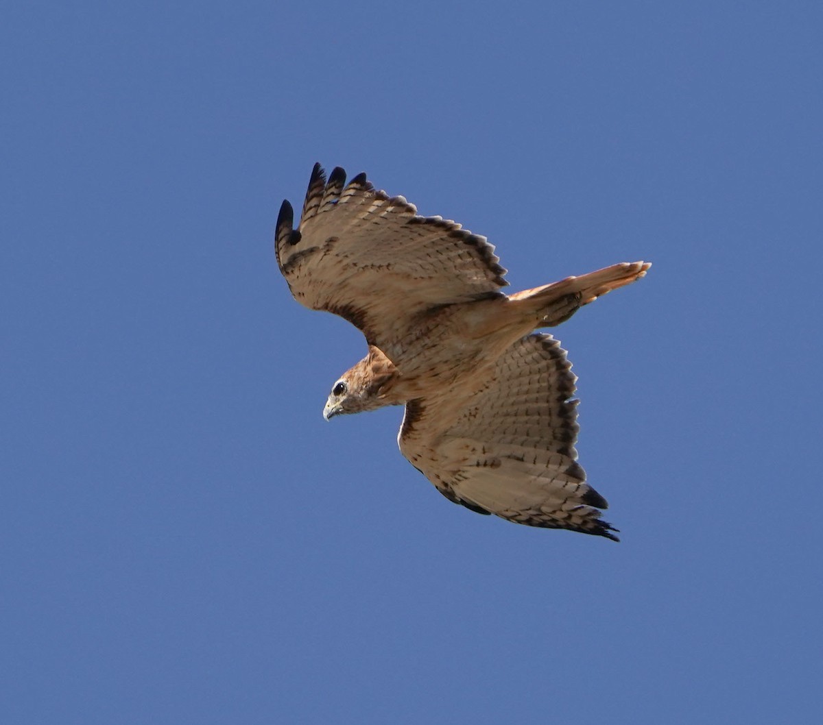 Red-tailed Hawk - ML374498711