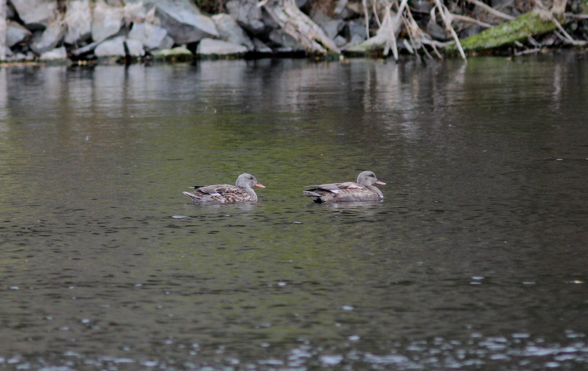 Gadwall - Tom Beeke