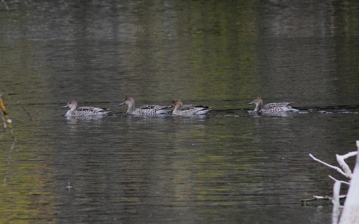 Northern Pintail - Tom Beeke