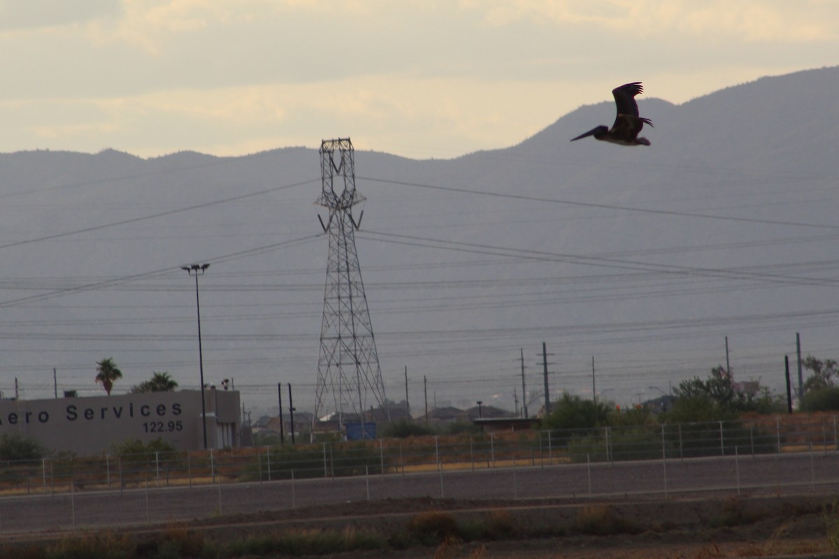 Brown Pelican - ML374500981