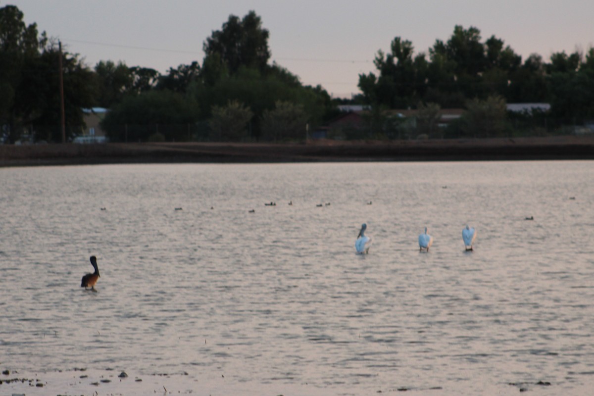 Brown Pelican - ML374501411